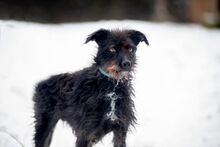SCOTT, Hund, Mischlingshund in Slowakische Republik - Bild 15
