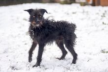 SCOTT, Hund, Mischlingshund in Slowakische Republik - Bild 16