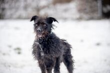 SCOTT, Hund, Mischlingshund in Slowakische Republik - Bild 17