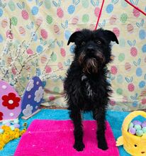 SCOTT, Hund, Mischlingshund in Slowakische Republik - Bild 18