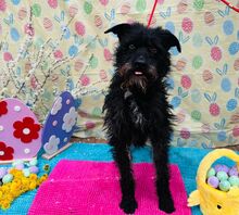 SCOTT, Hund, Mischlingshund in Slowakische Republik - Bild 21