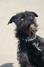 SCOTT, Hund, Mischlingshund in Slowakische Republik - Bild 23