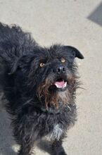 SCOTT, Hund, Mischlingshund in Slowakische Republik - Bild 24