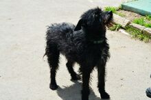 SCOTT, Hund, Mischlingshund in Slowakische Republik - Bild 25