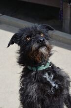 SCOTT, Hund, Mischlingshund in Slowakische Republik - Bild 26