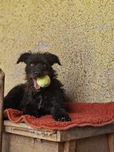 SCOTT, Hund, Mischlingshund in Slowakische Republik - Bild 9