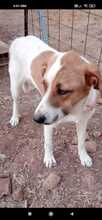 NERAIDA, Hund, Mischlingshund in Griechenland - Bild 3