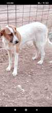 NERAIDA, Hund, Mischlingshund in Griechenland - Bild 4