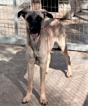 BASILJUNIOR, Hund, Mischlingshund in Griechenland - Bild 2