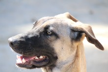 BASILJUNIOR, Hund, Mischlingshund in Griechenland - Bild 3