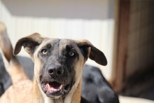 BASILJUNIOR, Hund, Mischlingshund in Griechenland - Bild 4