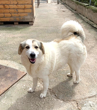 LIZA, Hund, Deutscher Schäferhund-Mix in Griechenland