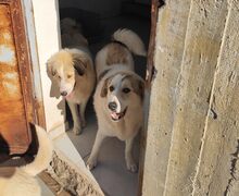 LIZA, Hund, Mischlingshund in Griechenland - Bild 2