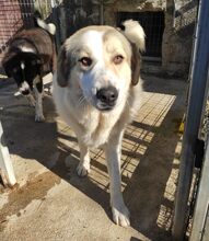 LIZA, Hund, Mischlingshund in Griechenland - Bild 3