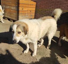 LIZA, Hund, Mischlingshund in Griechenland - Bild 4