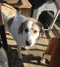 LIZA, Hund, Mischlingshund in Griechenland - Bild 6
