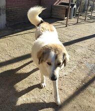 LIZA, Hund, Mischlingshund in Griechenland - Bild 8