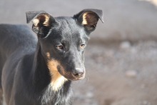 AVERELLDALTON, Hund, Mischlingshund in Griechenland - Bild 1