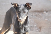 AVERELLDALTON, Hund, Mischlingshund in Griechenland - Bild 2