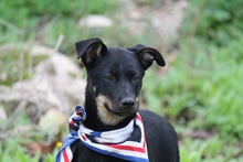 AVERELLDALTON, Hund, Mischlingshund in Griechenland - Bild 8