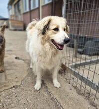 MONA, Hund, Deutscher Schäferhund-Mix in Griechenland