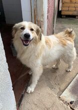 MONA, Hund, Mischlingshund in Griechenland - Bild 2