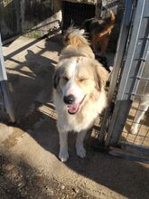 MONA, Hund, Mischlingshund in Griechenland - Bild 5