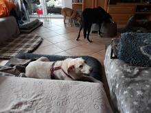 CHIARA, Hund, Mischlingshund in Petersdorf - Bild 13