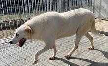 CHIARA, Hund, Mischlingshund in Petersdorf - Bild 19
