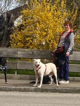 CHIARA, Hund, Mischlingshund in Petersdorf - Bild 8