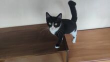 MINI, Katze, Hauskatze in Bulgarien - Bild 5