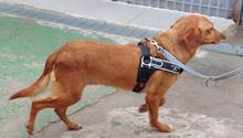JAM, Hund, Mischlingshund in Taufkirchen - Bild 13