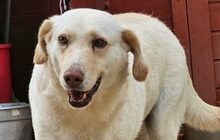 SABATO, Hund, Labrador-Golden Retriever-Mix in Italien - Bild 1