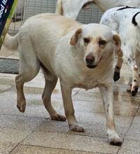 SABATO, Hund, Labrador-Golden Retriever-Mix in Italien - Bild 10
