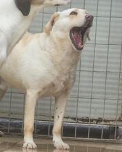 SABATO, Hund, Labrador-Golden Retriever-Mix in Italien - Bild 11