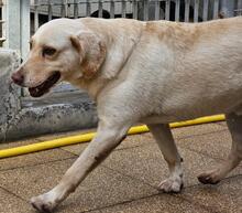 SABATO, Hund, Labrador-Golden Retriever-Mix in Italien - Bild 12