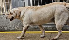 SABATO, Hund, Labrador-Golden Retriever-Mix in Italien - Bild 16