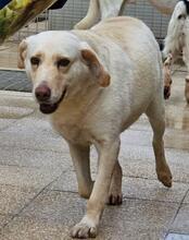 SABATO, Hund, Labrador-Golden Retriever-Mix in Italien - Bild 18