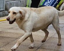 SABATO, Hund, Labrador-Golden Retriever-Mix in Italien - Bild 19