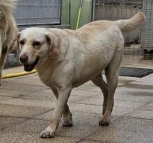 SABATO, Hund, Labrador-Golden Retriever-Mix in Italien - Bild 20
