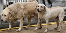 SABATO, Hund, Labrador-Golden Retriever-Mix in Italien - Bild 22