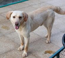 SABATO, Hund, Labrador-Golden Retriever-Mix in Italien - Bild 3