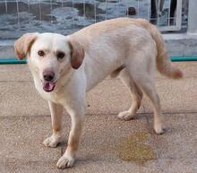 SABATO, Hund, Labrador-Golden Retriever-Mix in Italien - Bild 4