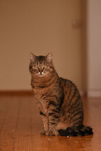 MED, Katze, Hauskatze in Bulgarien - Bild 1