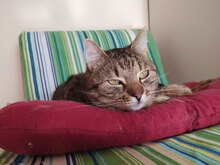 MED, Katze, Hauskatze in Bulgarien - Bild 2