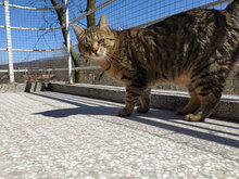 MED, Katze, Hauskatze in Bulgarien - Bild 3