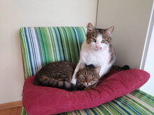 MED, Katze, Hauskatze in Bulgarien - Bild 4