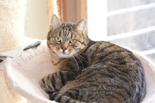 MED, Katze, Hauskatze in Bulgarien - Bild 6