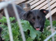 SHARI, Hund, Mischlingshund in Halle - Bild 1