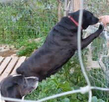 SHARI, Hund, Mischlingshund in Halle - Bild 8